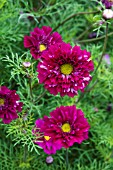 COSMOS BIPINNATUS DOUBLE CLICK CRANBERRIES