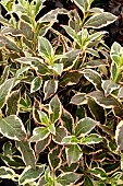 WEIGELA FLORIDA MONET PBR