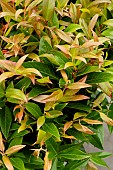 LEUCOTHOE SCARLETTA ZEBLID