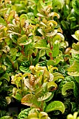 LEUCOTHOE AXILARIS CURLY RED
