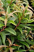 LEUCOTHOE KEISKEI BURNING LOVE