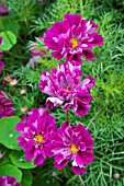 COSMOS BIPINNATUS DOUBLE CLICK CRANBERRIES