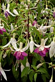 FUCHSIA DELTOS SARAH