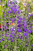SALVIA LYCOIDES