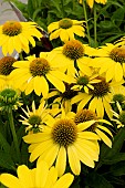 ECHINACEA SOMBRERO LEMON YELLOW