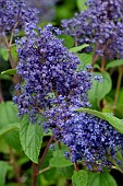CEANOTHUS DELIANUS HENRI DESFOSSE
