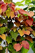 CERCIS ETERNAL FLAME