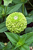 ZINNIA ELEGANS QUEEN LIME