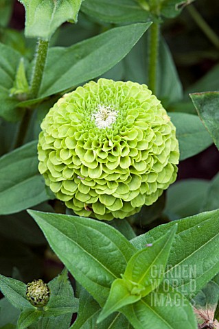 ZINNIA_ELEGANS_QUEEN_LIME