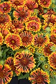 GAILLARDIA ARISTATA SPINTOP MARIACHE COPPER SUN