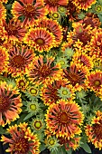 GAILLARDIA ARISTATA SPINTOP MARIACHI COPPER SUN