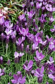 LAVANDULA STOECHAS BIG NIGHT