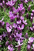 LAVANDULA STOECHAS BIG NIGHT
