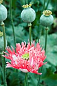 PAPAVER LACINIATUM PINK FIZZ