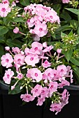 PHLOX PANICULATA FLAME PRO PINK POP