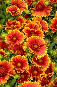 GAILLARDIA ARISTATA SPINTOP YELLOW TOUCH