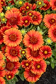 GAILLARDIA ARISTATA SPINTOP RED