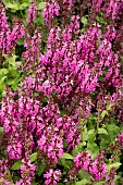 SALVIA NEMEROSA SALUTE ROYAL MAGENTA