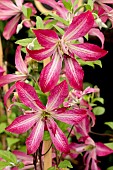 CLEMATIS GLORIOUS SUPRISE