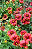 GAILLARDIA X GRANDIFLORA ARIZONA RED SHADES