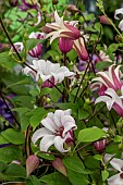 CLEMATIS PRINCESS KATE