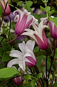 CLEMATIS PRINCESS KATE