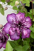 CLEMATIS WECOME HOME