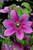 CLEMATIS TEMPTATION