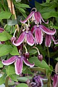 CLEMATIS JAN FOPMAN