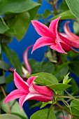CLEMATIS PRINCESS DIANA