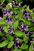CLEMATIS JAN FOPMAN