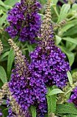 BUDDLEIJA LITTLE PURPLE