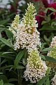 BUDDLEIJA LITTLE WHITE