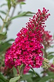 BUDDLEIJA LITTLE RED