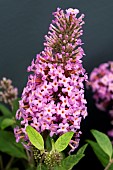 BUDDLEIJA LITTLE PINK