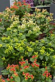 HYPERICUM MIRACLE ATTRACTION