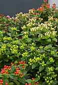 HYPERICUM MIRACLE ATTRACTION