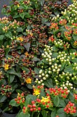 HYPERICUM MIRACLE ATTRACTION