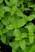 MENTHA PIPERATA BASIL