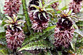 EUCOMIS VANDERMERWEI