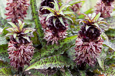 EUCOMIS_VANDERMERWEI