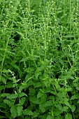 MENTHA PIPERATA STRAWBERRY
