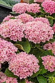 HYDRANGEA MAGICAL REVOLUTION