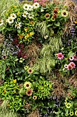 LIVING WALL