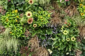 LIVING WALL