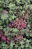 SEDUM LIDAKENSE