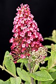 BUDDLEIJA BUTTERFLT CANDY LITTLE RUBY