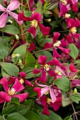 CLEMATIS STRAWBERRY FIELD