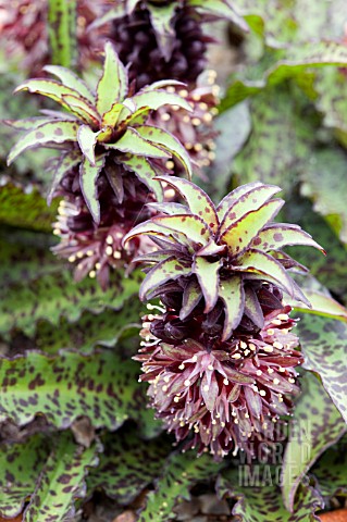 EUCOMIS_VANDERMERWEI