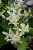 CLEMATIS STELLAR